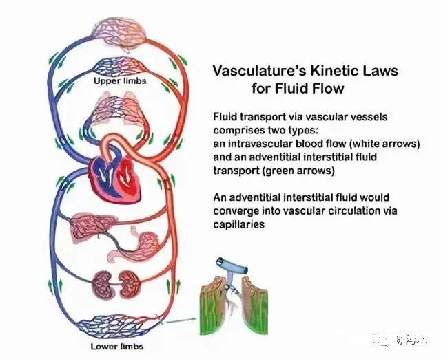 我国科学家发现人体“人体组织液循环网络”，可证中医，武术，气功，经络存在的科学性