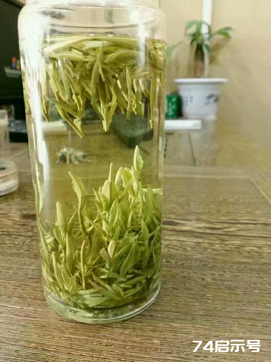 茶泊