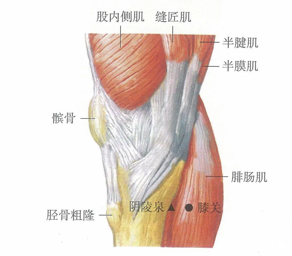 膝关穴