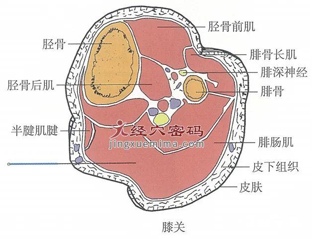 膝关穴