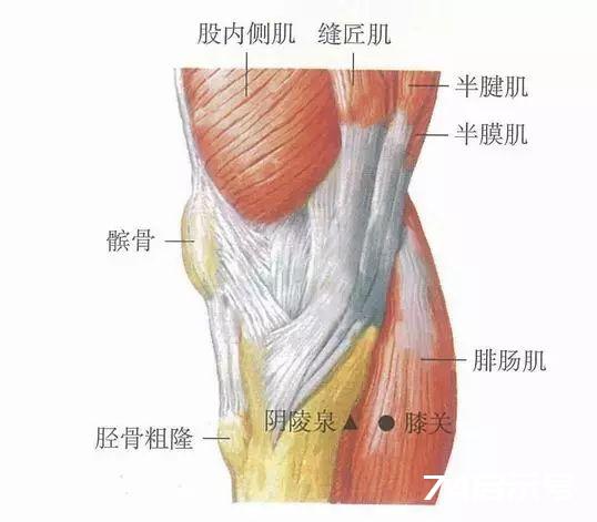 膝关穴