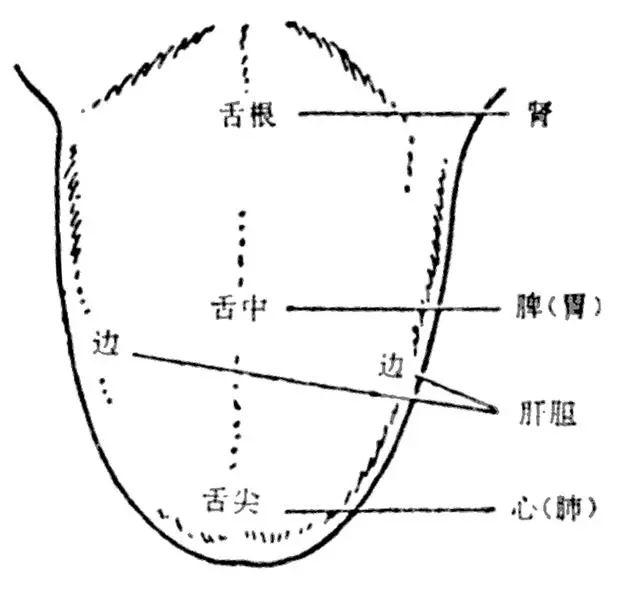 裂纹舌常见原因辨析