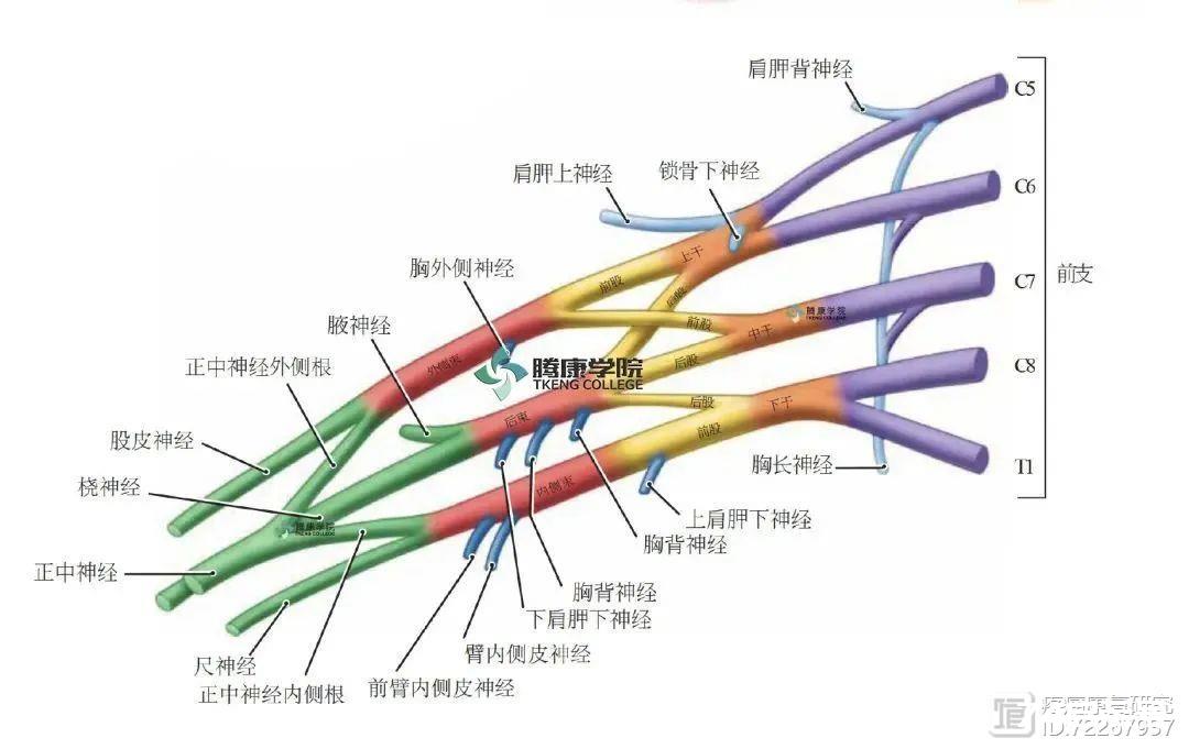 手或拇指发麻的原因