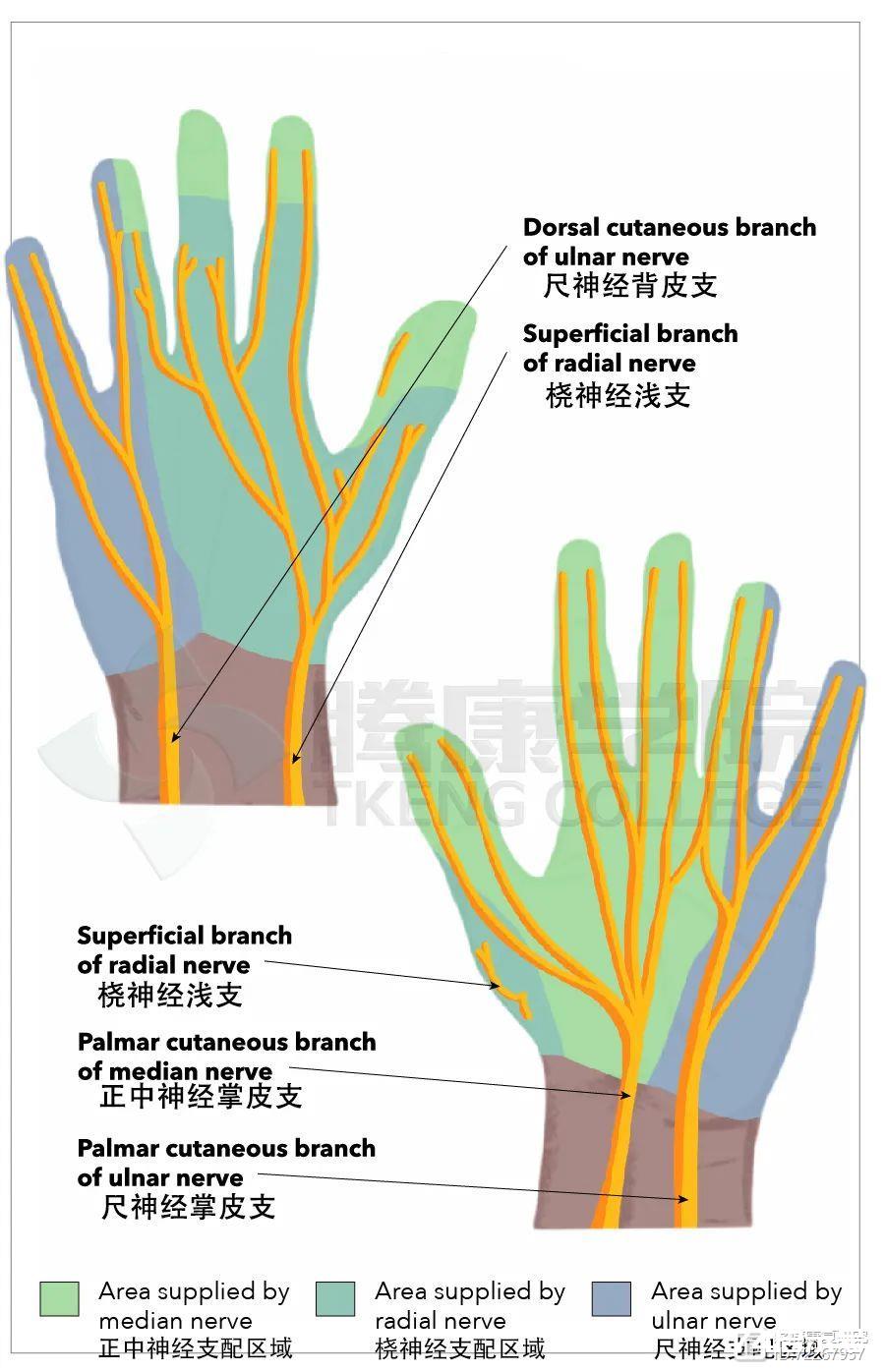 手或拇指发麻的原因