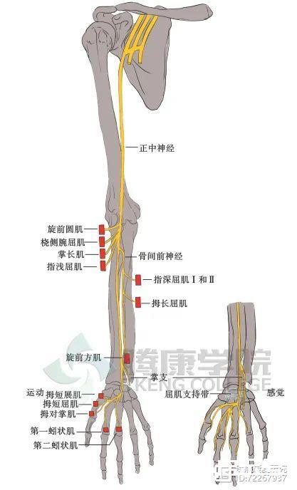 手或拇指发麻的原因