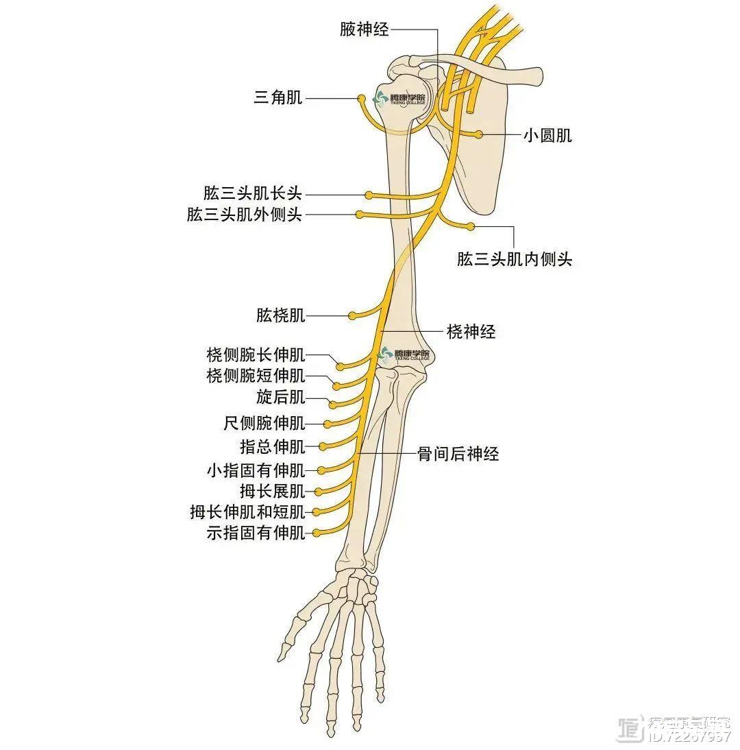 手或拇指发麻的原因