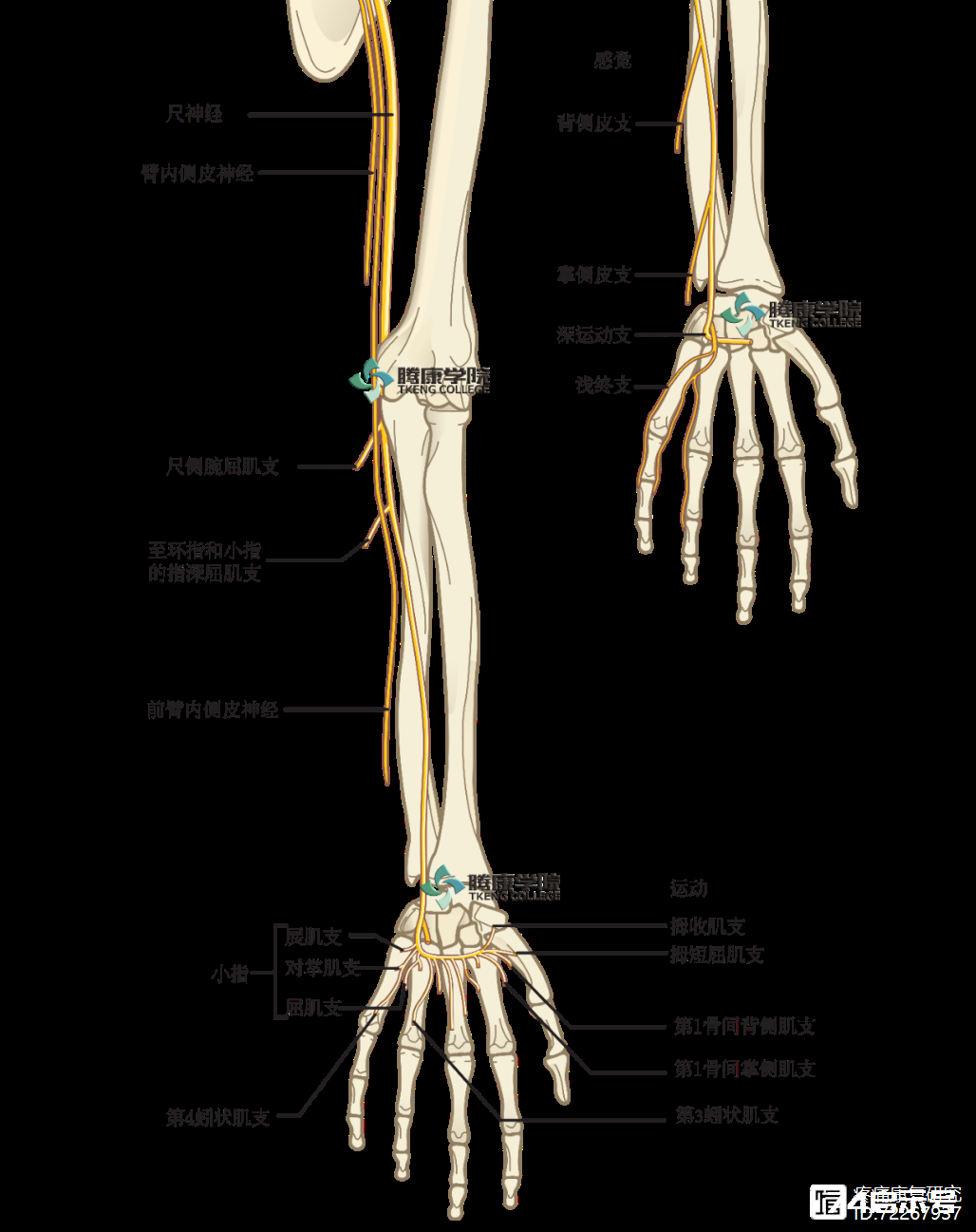 手或拇指发麻的原因