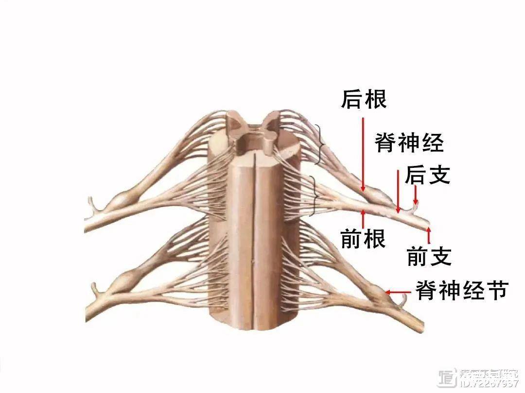 手或拇指发麻的原因