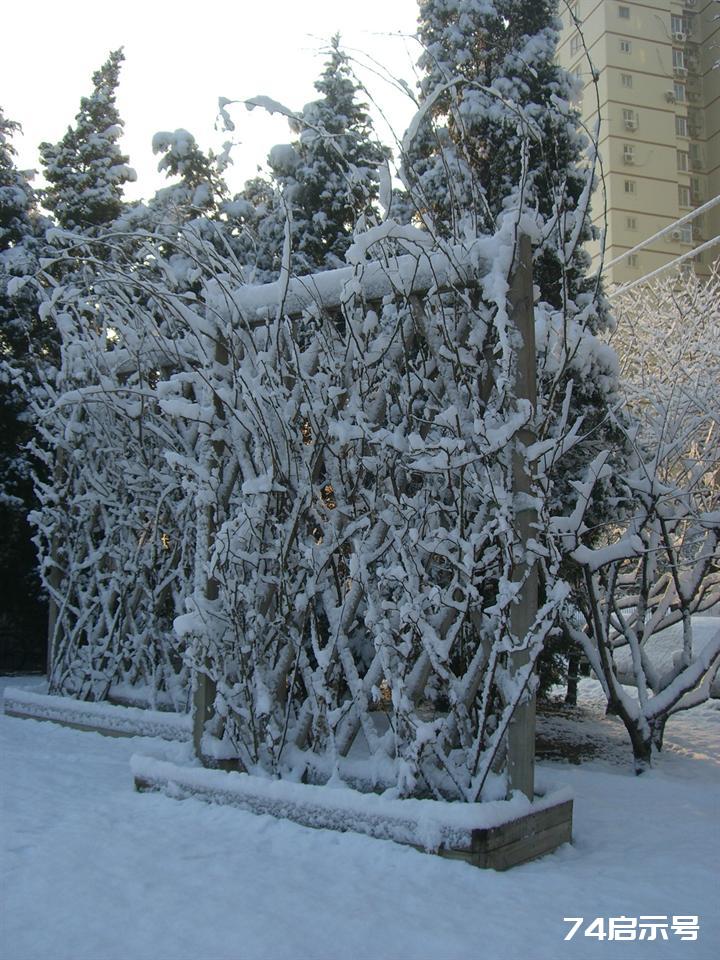 北京春天的雪