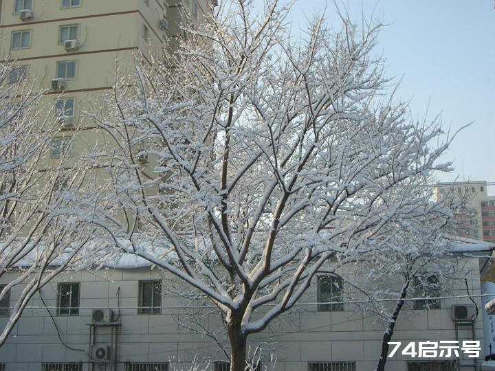 北京春天的雪