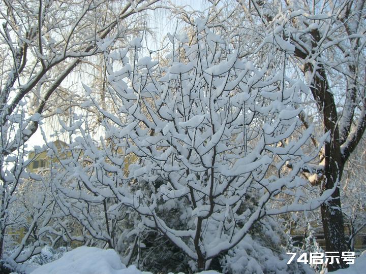 北京春天的雪