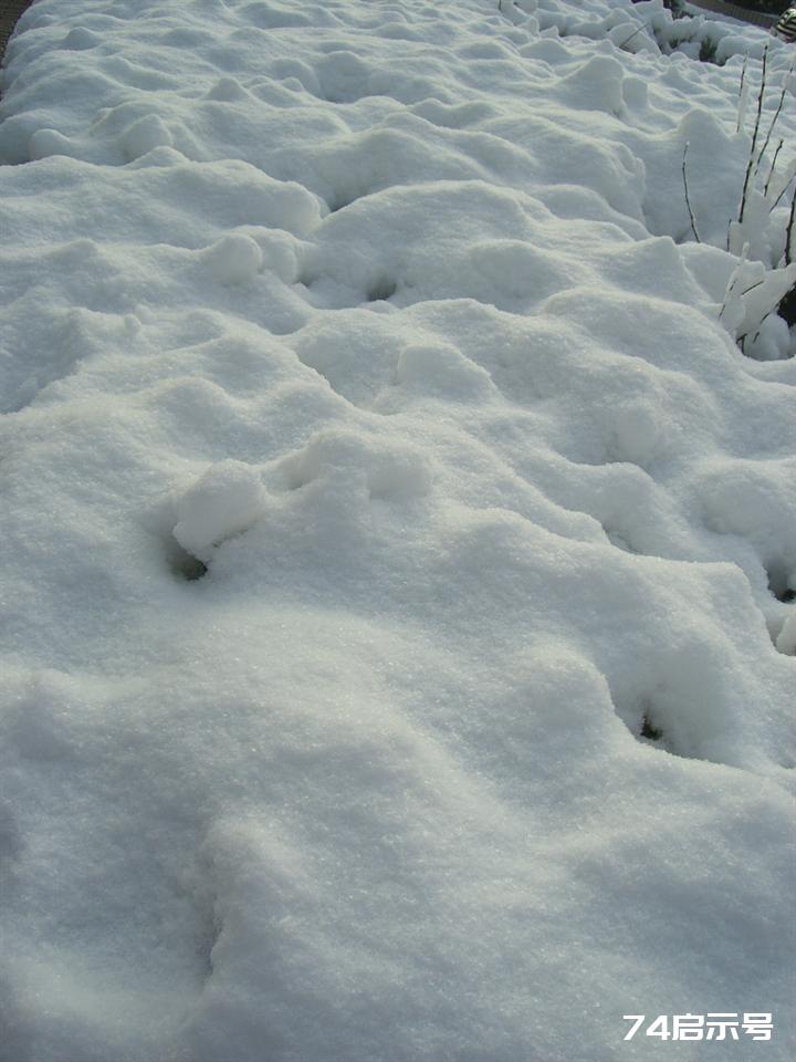 北京春天的雪