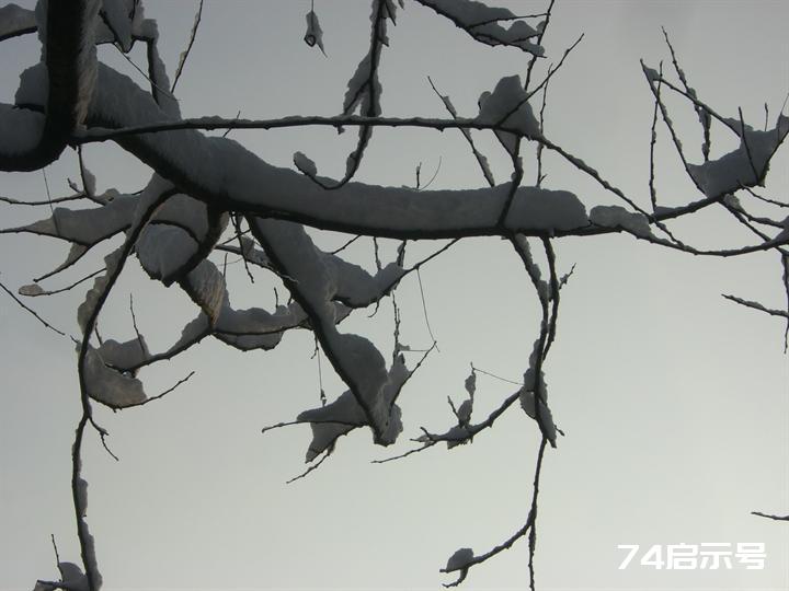 北京春天的雪