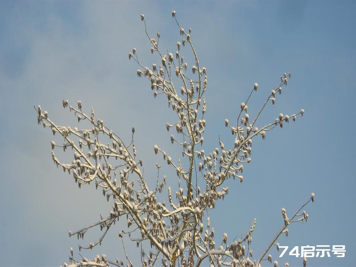 北京春天的雪