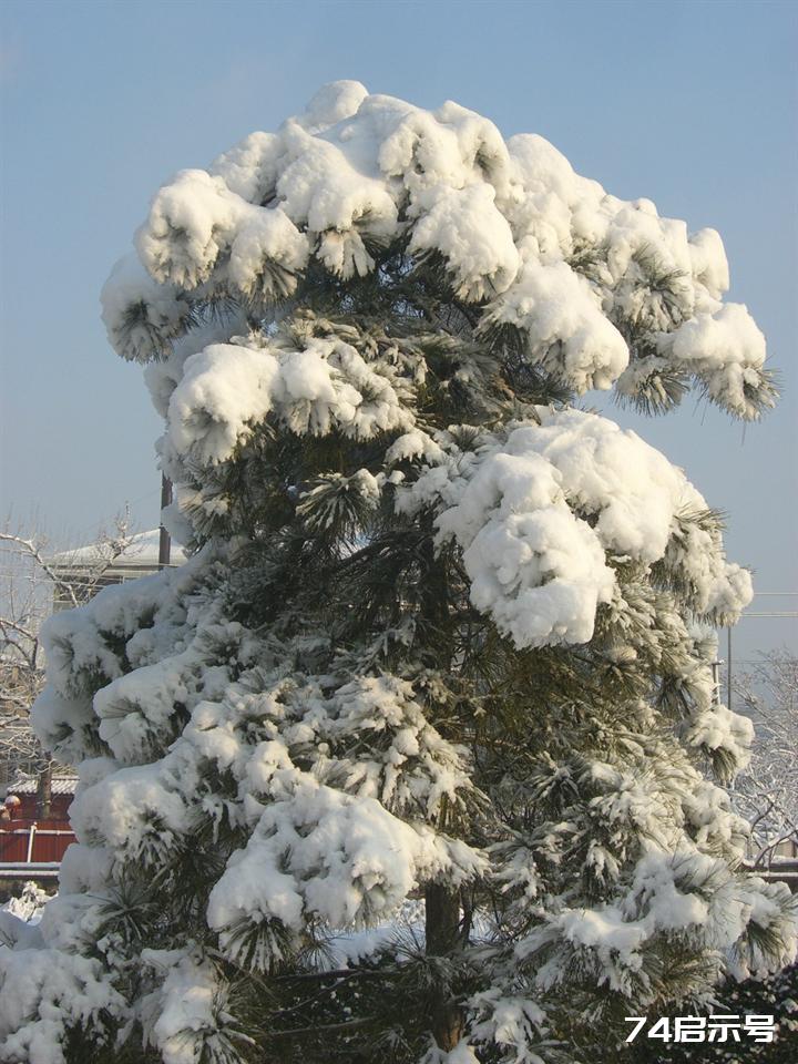 北京春天的雪