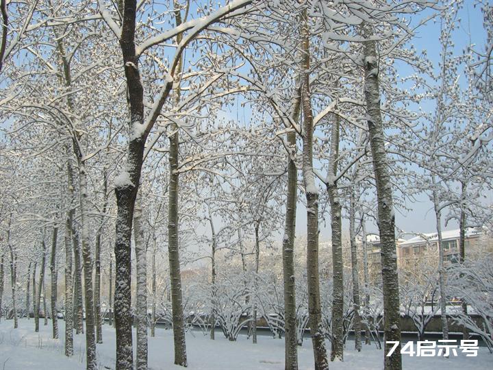 北京春天的雪