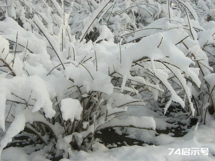 北京春天的雪