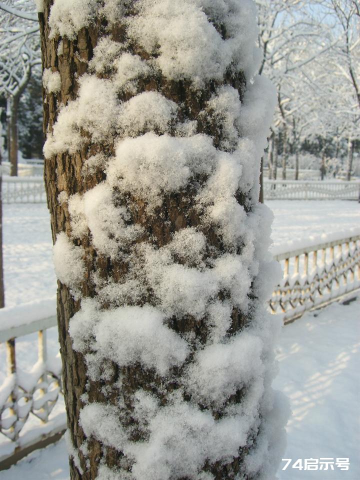 北京春天的雪