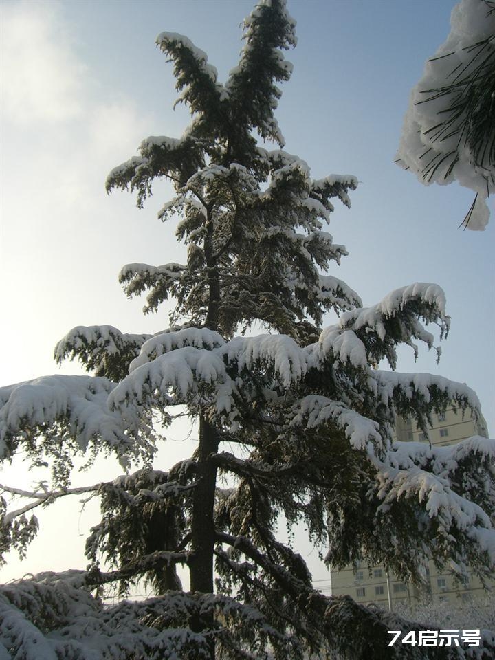 北京春天的雪