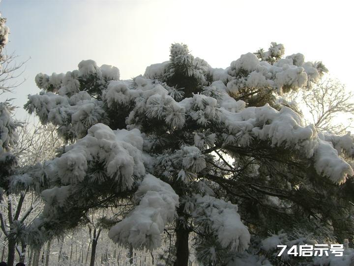 北京春天的雪