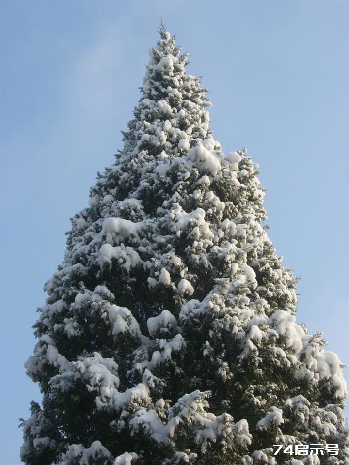 北京春天的雪