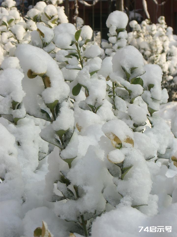 北京春天的雪