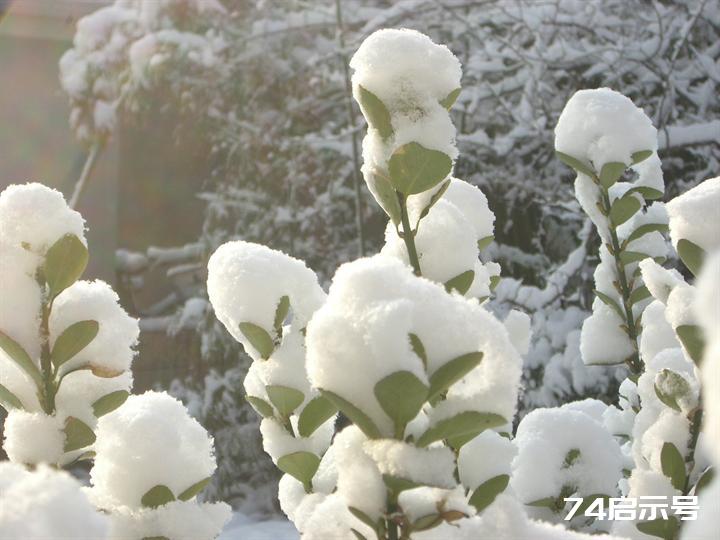 北京春天的雪