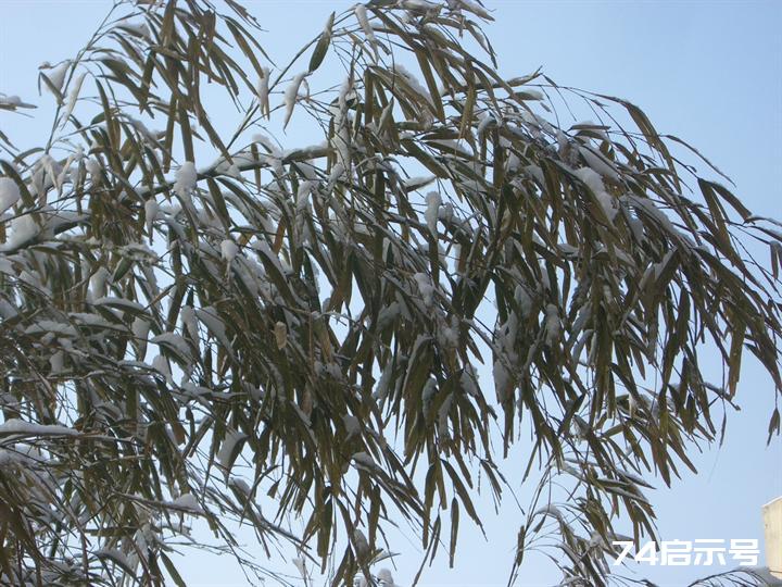 北京春天的雪