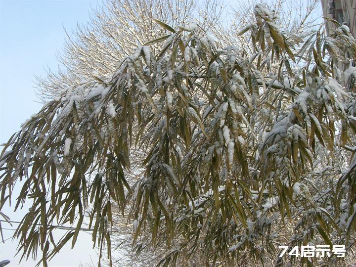 北京春天的雪