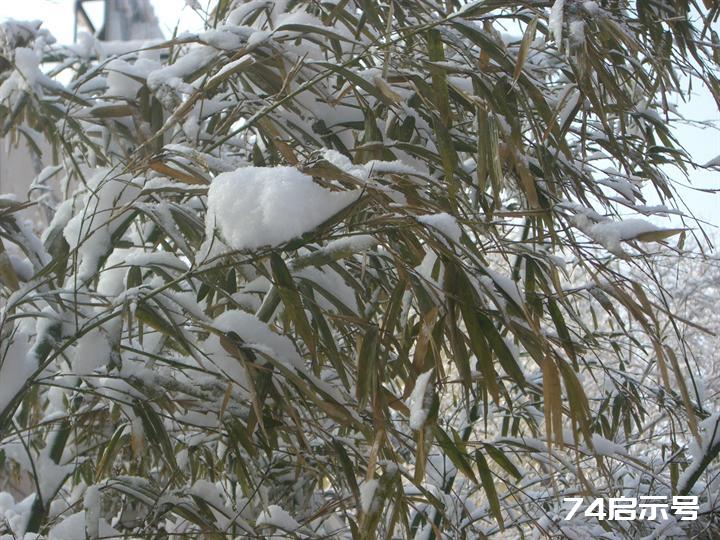 北京春天的雪