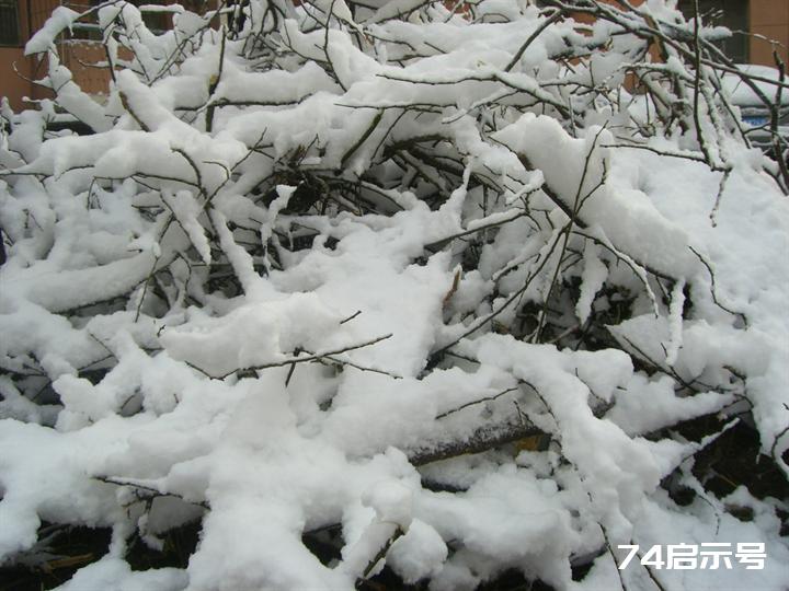 北京春天的雪