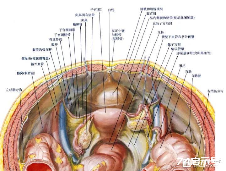 肚脐眼里连的根本不是肠子！为什么不能乱抠肚脐眼？终于搞明白了