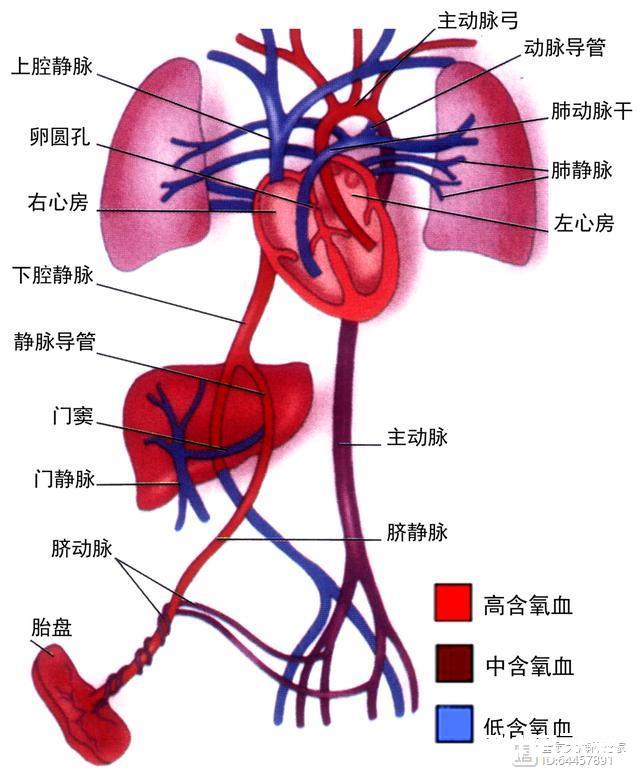 肚脐眼里连的根本不是肠子！为什么不能乱抠肚脐眼？终于搞明白了