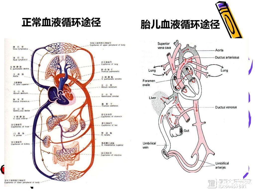 肚脐眼里连的根本不是肠子！为什么不能乱抠肚脐眼？终于搞明白了