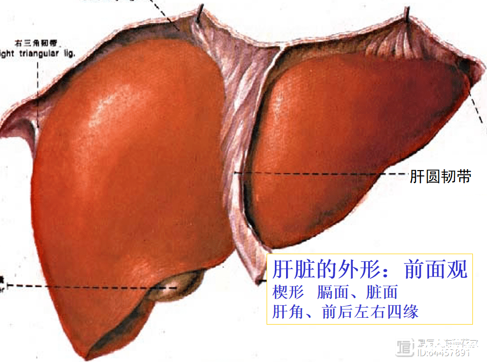 肚脐眼里连的根本不是肠子！为什么不能乱抠肚脐眼？终于搞明白了