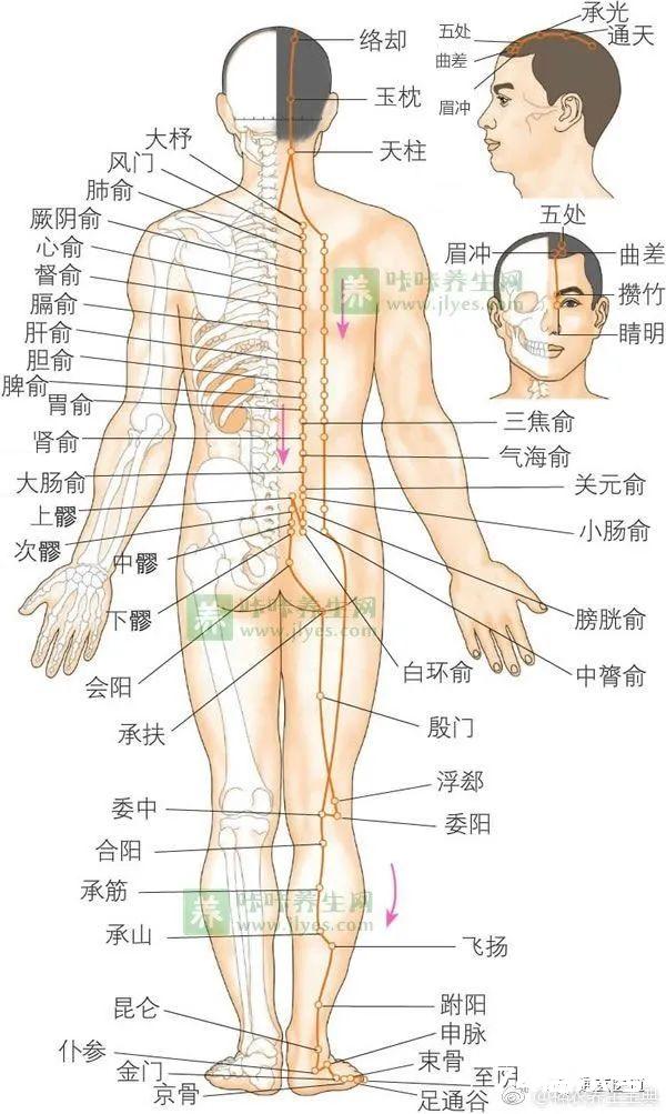 腰痛就从膀胱经下手。一养生馆治很多慢性病很神奇，但三次后就不行了，百思不得其解，经高人指点后……