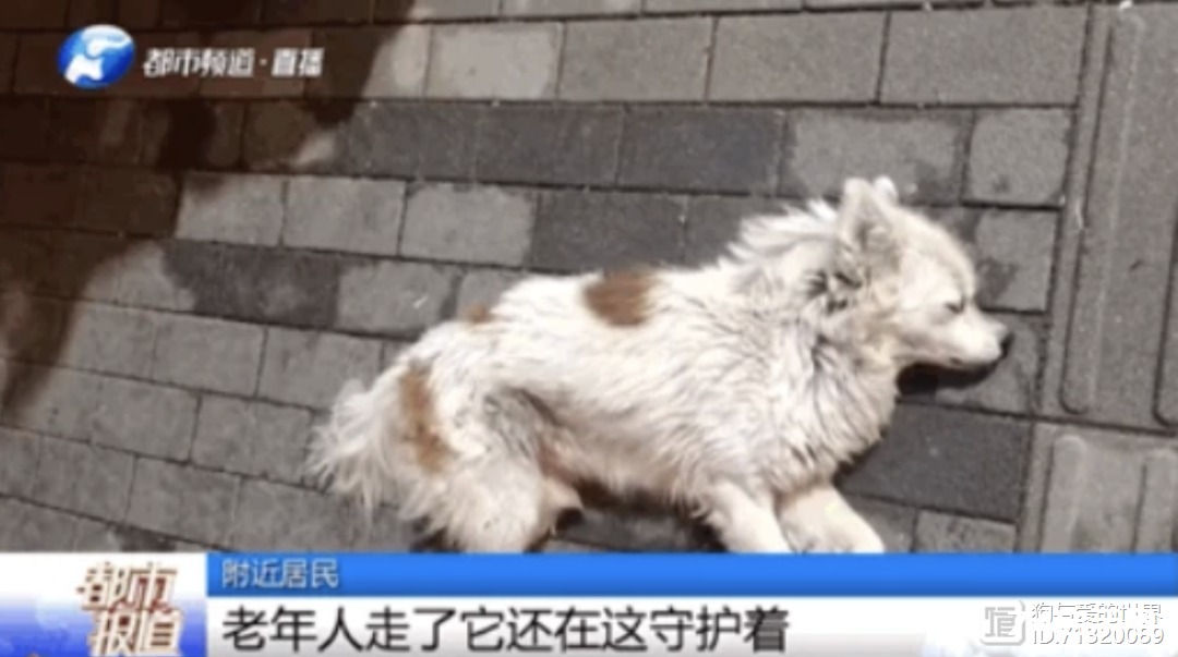 河南忠犬八公！主人去世后，狗狗徒步60公里，只为一扇再也打不开的门…