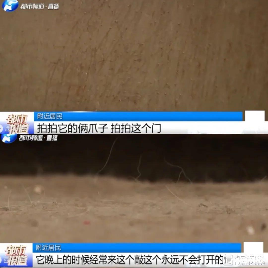 河南忠犬八公！主人去世后，狗狗徒步60公里，只为一扇再也打不开的门…