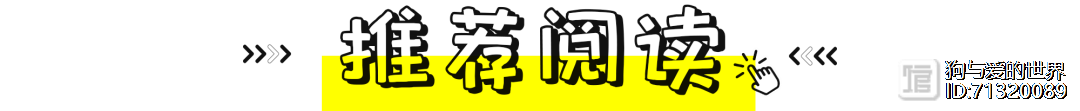 河南忠犬八公！主人去世后，狗狗徒步60公里，只为一扇再也打不开的门…