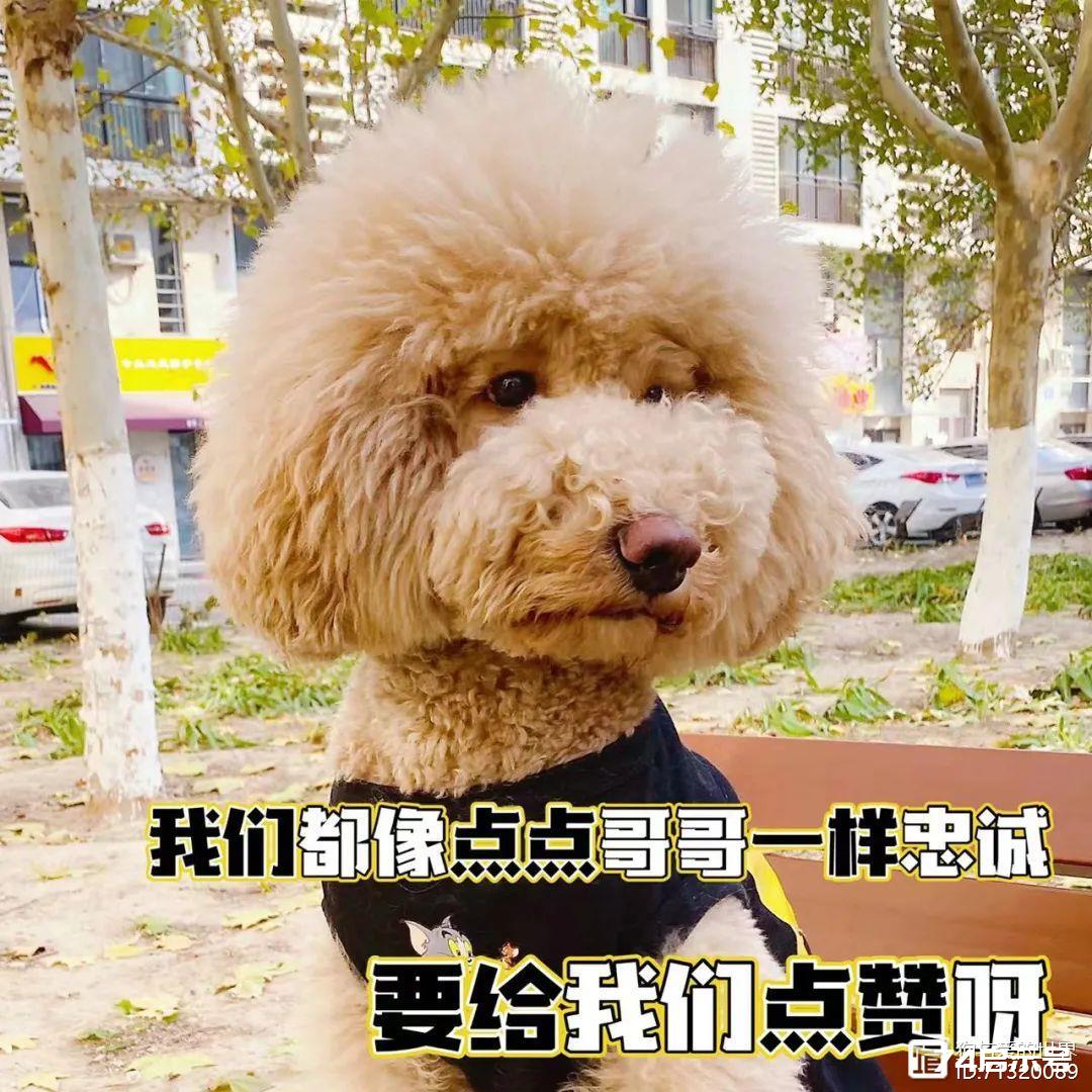 河南忠犬八公！主人去世后，狗狗徒步60公里，只为一扇再也打不开的门…