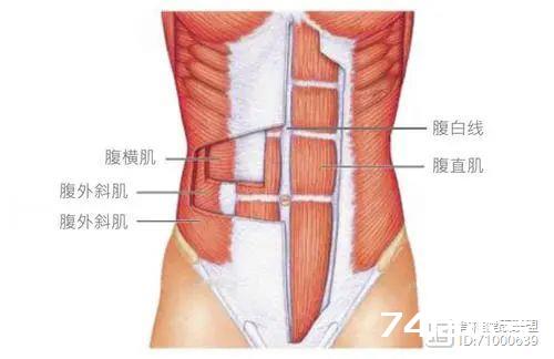 腰背肌与脊柱——身体里的“金刚川”战场