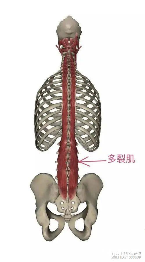 腰背肌与脊柱——身体里的“金刚川”战场