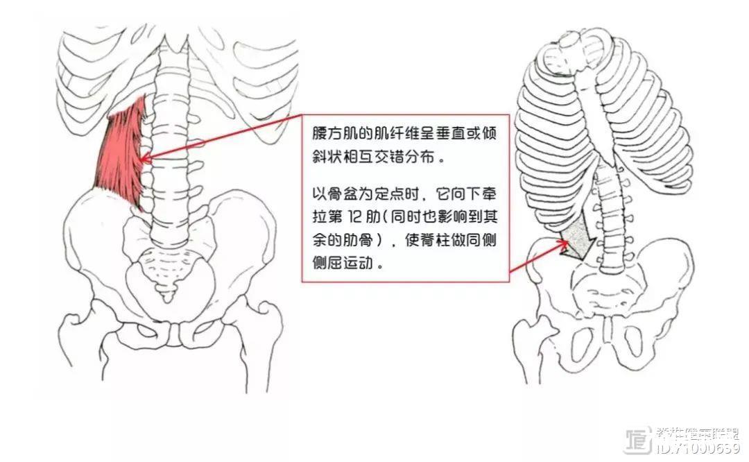 腰背肌与脊柱——身体里的“金刚川”战场