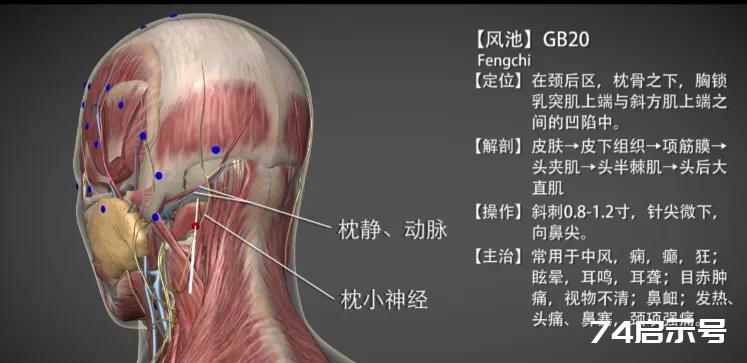 风池穴简介