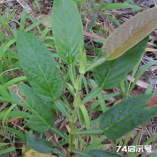 农村这种植物，人称“去瘤草”，用来泡茶好处多，还是天然防腐剂