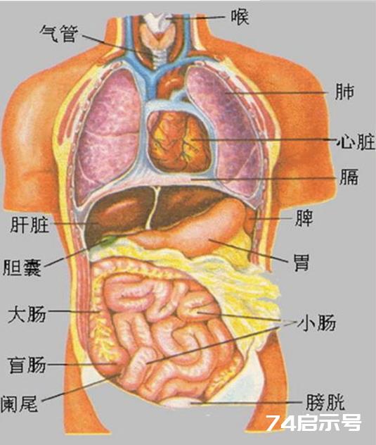 人体内器官分布图及解说（图）