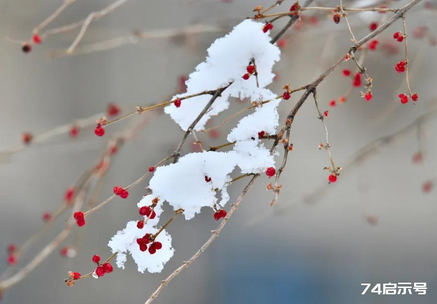 一场冬雪，送走了诗与远方的秋季，迎来了静美的初冬