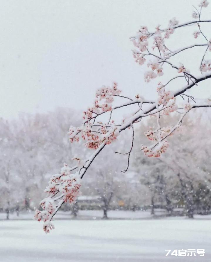 一场冬雪，送走了诗与远方的秋季，迎来了静美的初冬