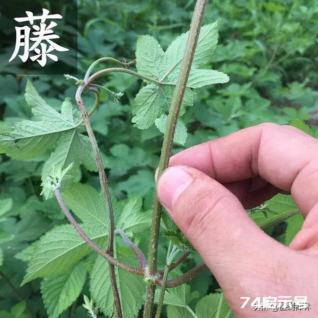 儿童腹泻的妙药——拉拉秧