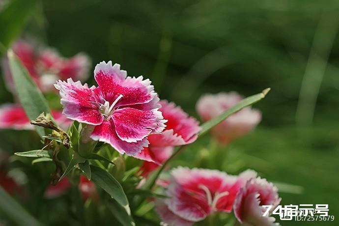 缤纷石竹（花卉摄影）